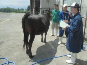 和牛の体型審査１
