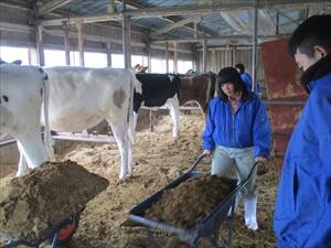 スモール牛舎の清掃