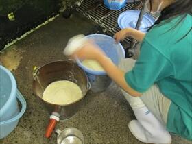 子牛のミルクづくり