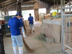 フリーストール牛舎の掃除