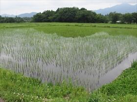 美野原農場の水田１