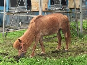 草を食べるチビ