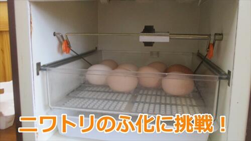 生物生産科　③ニワトリのふ化に挑戦！編