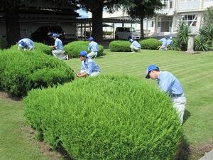 刈り込み開始