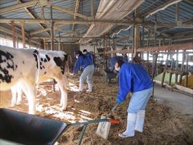 スモール牛舎の掃除