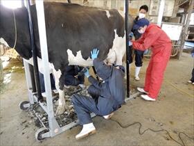 毛刈りの様子