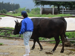 親牛の管理