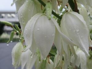 ２９日（雨天）のイトラン