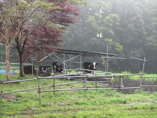 放牧牛の雨宿り