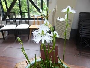 サギ草（花の様子）