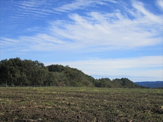 イタリアンライグラスの圃場