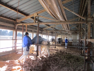 スモール牛舎の掃除