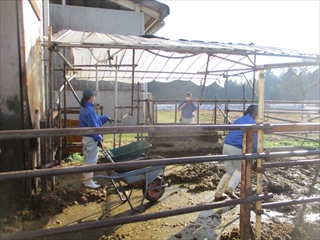 育成牛舎の掃除