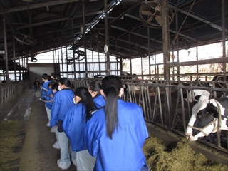 搾乳牛舎の見学