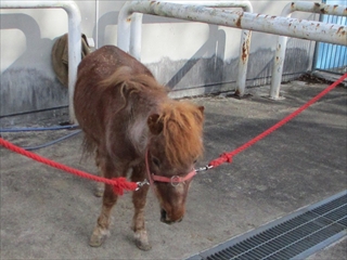 馬房の掃除中のウマの待機