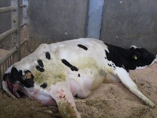搾乳牛の出産