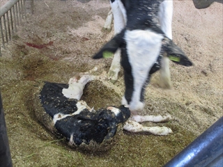 子牛の誕生