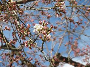 開花した桜