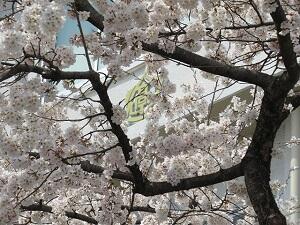 事務室前の桜