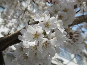 事務室前の桜