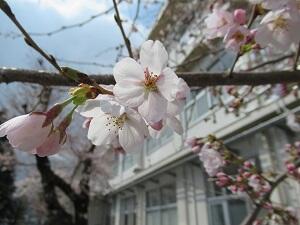 桜