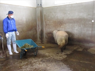 ヒツジ小屋の掃除①