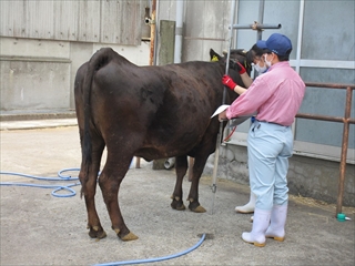 和牛の体尺測定１