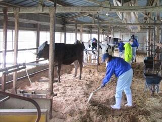 スモール牛舎の掃除１