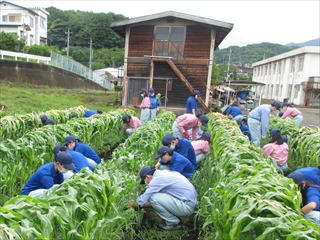 トウモロコシの管理②