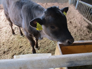 飼育している和牛