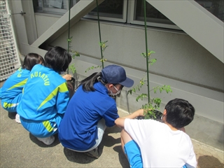 トマトの技術指導１