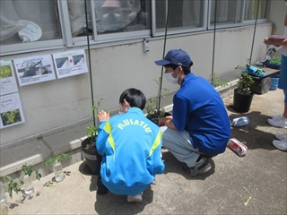 トマトの技術指導２