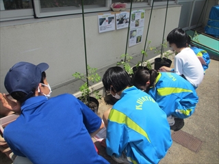 トマトの技術指導３