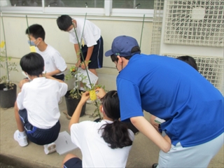 トマト栽培の技術指導１