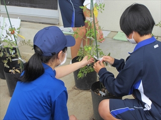 トマトの技術指導２