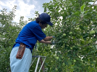 リンゴ農家での体験