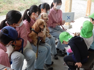 イヌとのふれあい