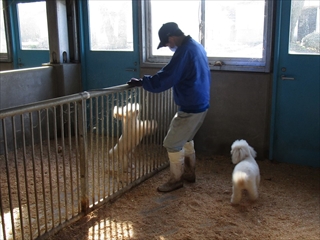 イヌの小屋の掃除