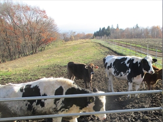 放牧場の乳牛たち