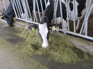 フリーストールの搾乳牛