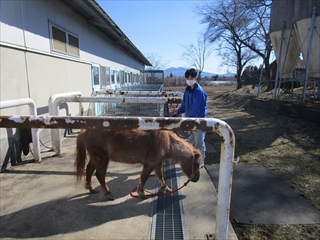 ミニチュアホースの手入れ