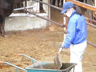 育成牛舎の掃除