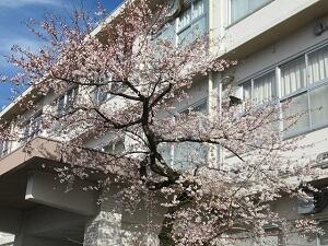 事務室前の桜