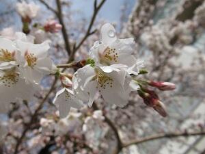 桜の花