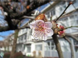 梅の花