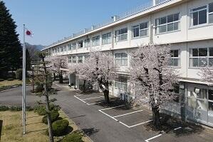 校舎前の桜