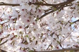 満開の桜