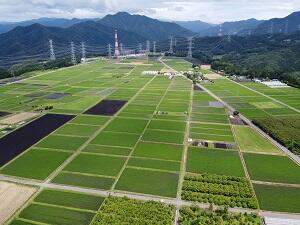 美野原農場周辺の水田(ドローンによる空撮))