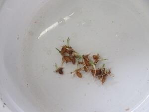 サギ草の球根（約2cm）