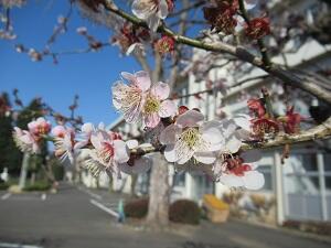 梅の花